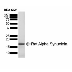 Novus Biologicals Recombinant Rat alpha-Synuclein Active, Monomer Protein 100 &mu;g | Buy Online | Novus Biologicals | Fisher Scientific